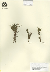 Melampodium leucanthum image