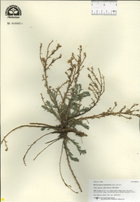 Xanthisma spinulosum image