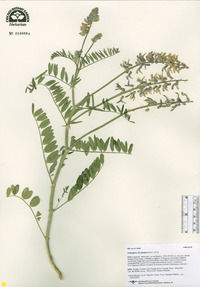 Astragalus bisulcatus image