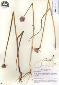 Allium schoenoprasum image