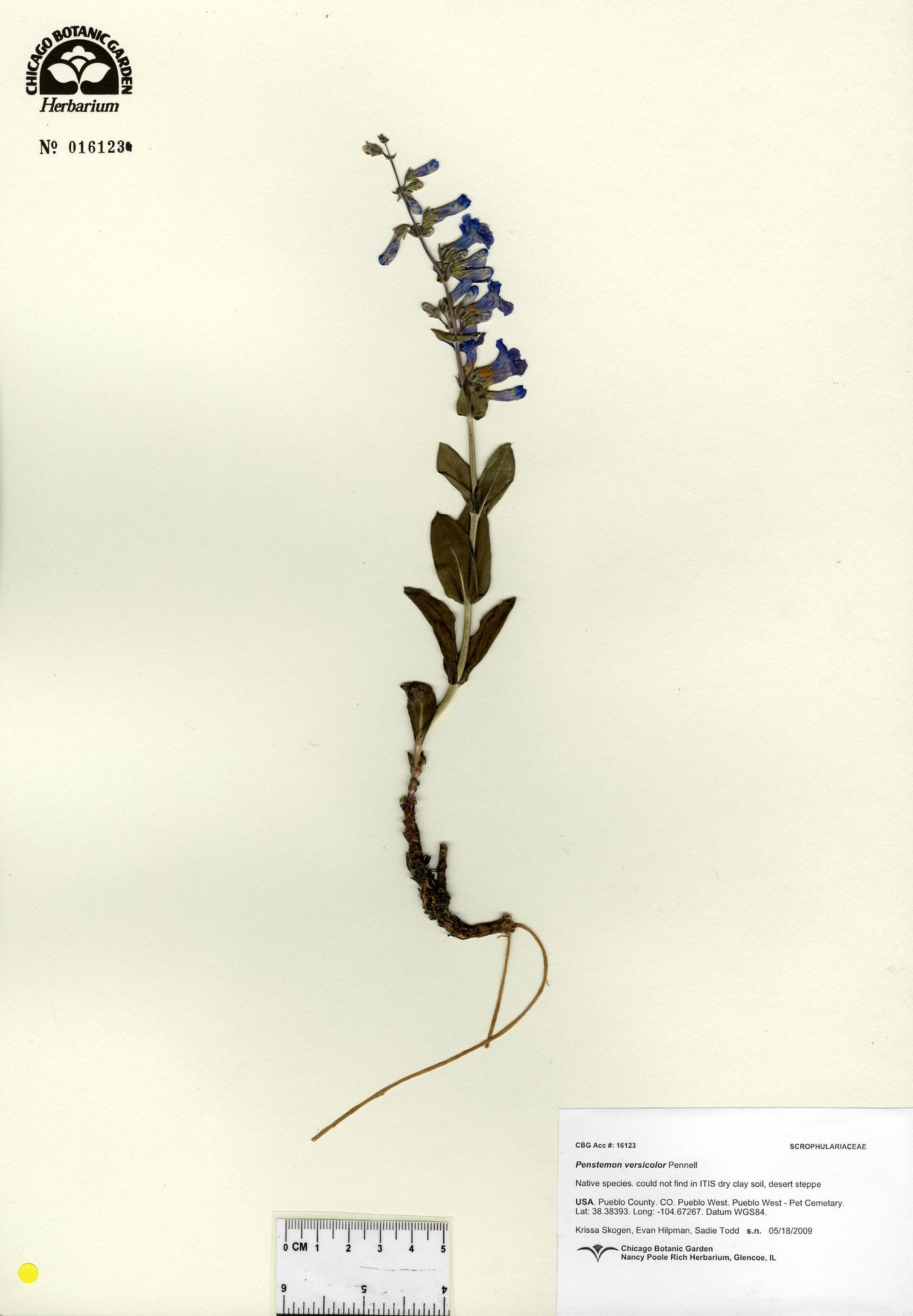 Penstemon versicolor image