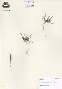 Salsola tragus image