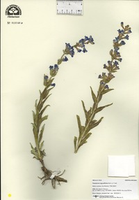 Penstemon angustifolius image