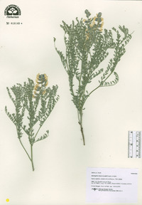 Astragalus drummondii image