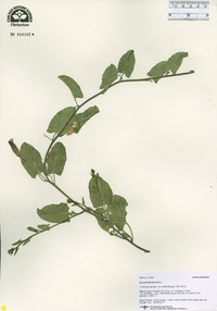 Convolvulus arvensis image