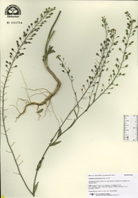 Camelina microcarpa image