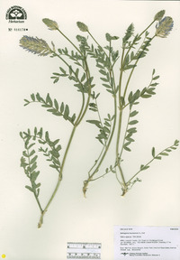 Astragalus eucosmus image