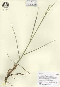 Elymus repens image