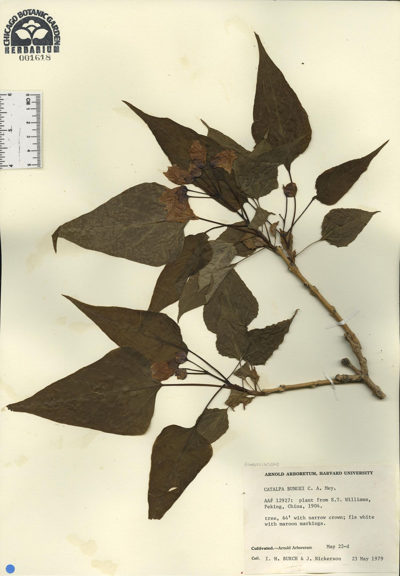 Catalpa bungei image