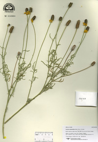 Ratibida columnifera image