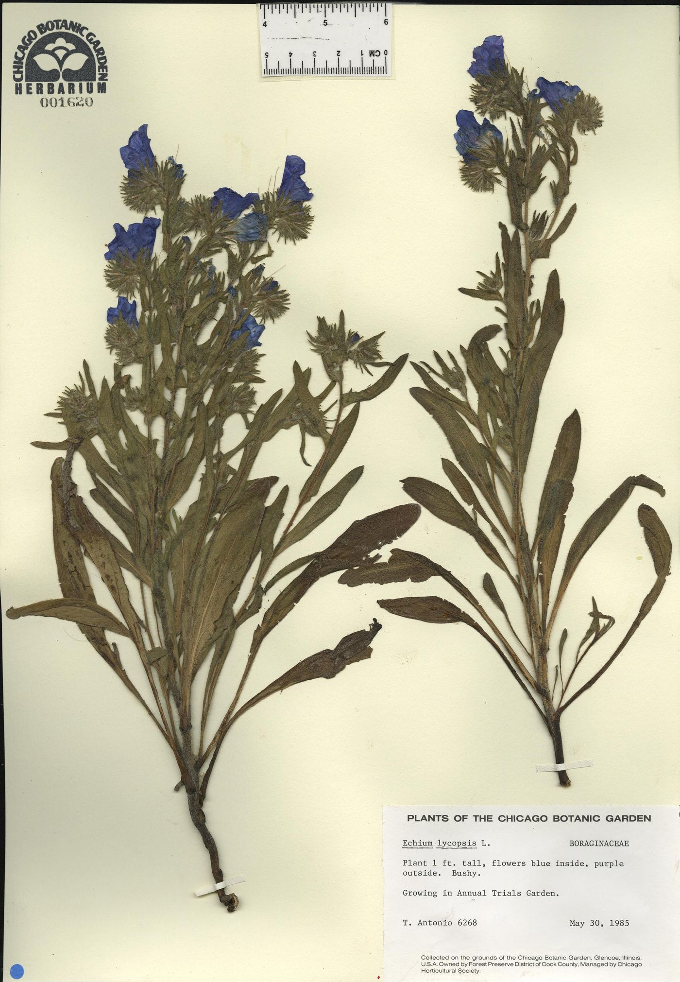 Echium lycopsis image