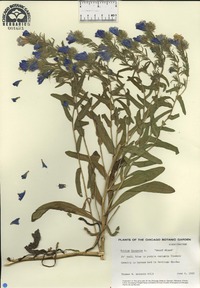 Echium lycopsis image