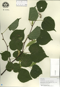 Tilia cordata image