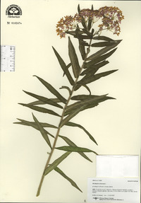 Asclepias tuberosa image