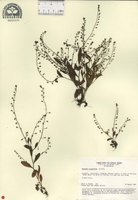 Myosotis laxa subsp. caespitosa image