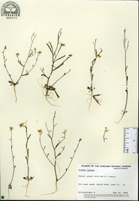 Arabidopsis lyrata image