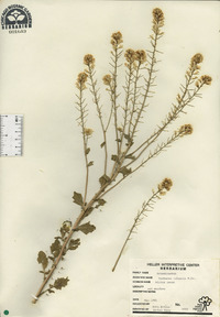 Barbarea vulgaris image