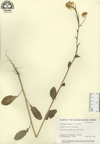 Brassica nigra image