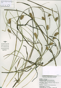 Carex tuckermanii image