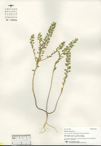 Alyssum simplex image