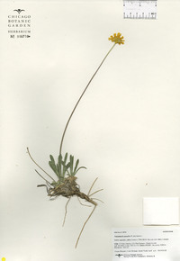 Tetraneuris acaulis image