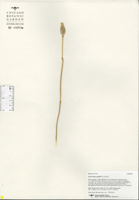 Calochortus nuttallii image