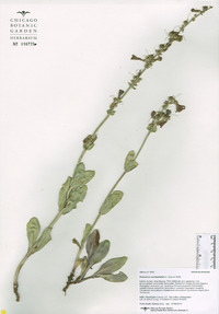 Penstemon pachyphyllus image