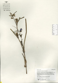 Tradescantia occidentalis image