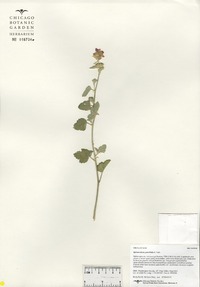 Sphaeralcea parvifolia image