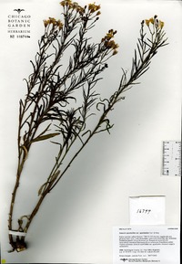 Senecio spartioides var. spartioides image