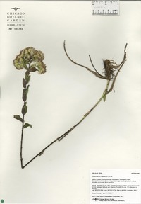 Oligoneuron rigidum image