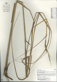 Spartina pectinata image