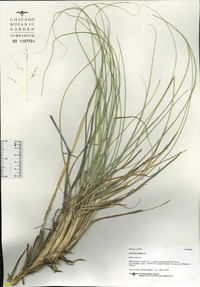 Panicum virgatum image