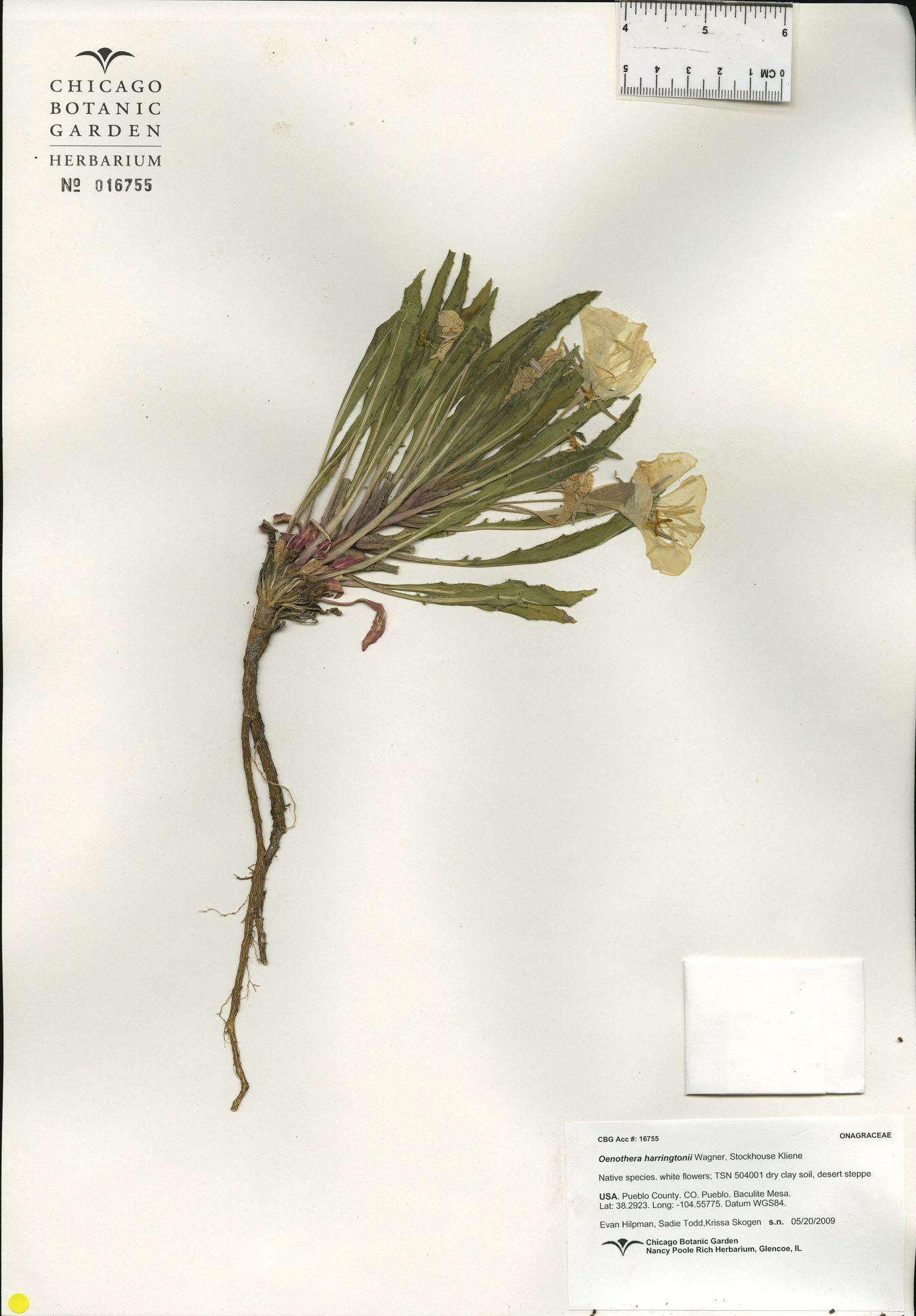 Oenothera harringtonii image