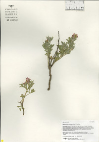 Sphaeralcea coccinea image