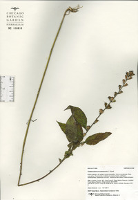 Campanulastrum americanum image