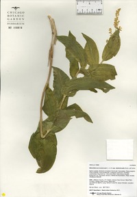 Maianthemum racemosum subsp. amplexicaule image