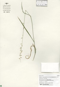 Bouteloua curtipendula var. curtipendula image