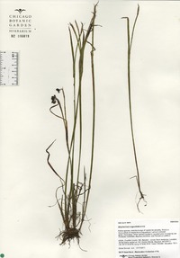 Sisyrinchium angustifolium image