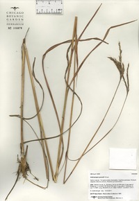 Andropogon gerardi image