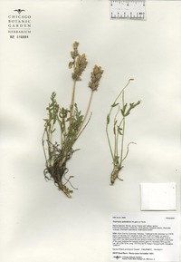 Oxytropis splendens image