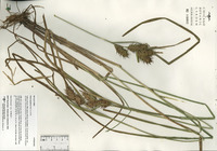 Carex lupulina image