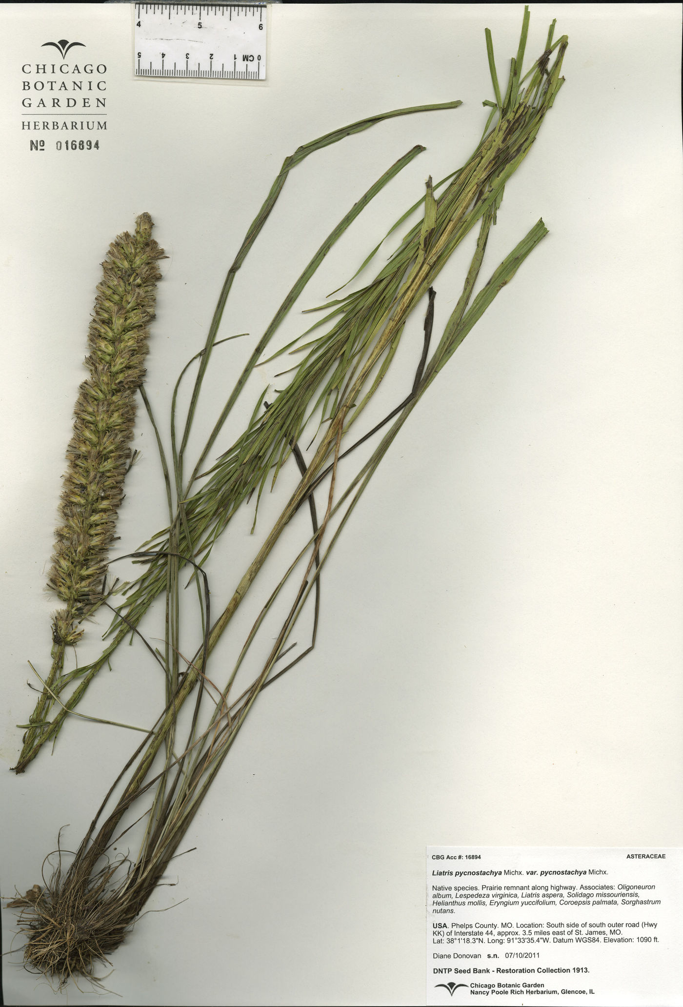 Liatris pycnostachya var. pycnostachya image