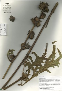 Silphium laciniatum image