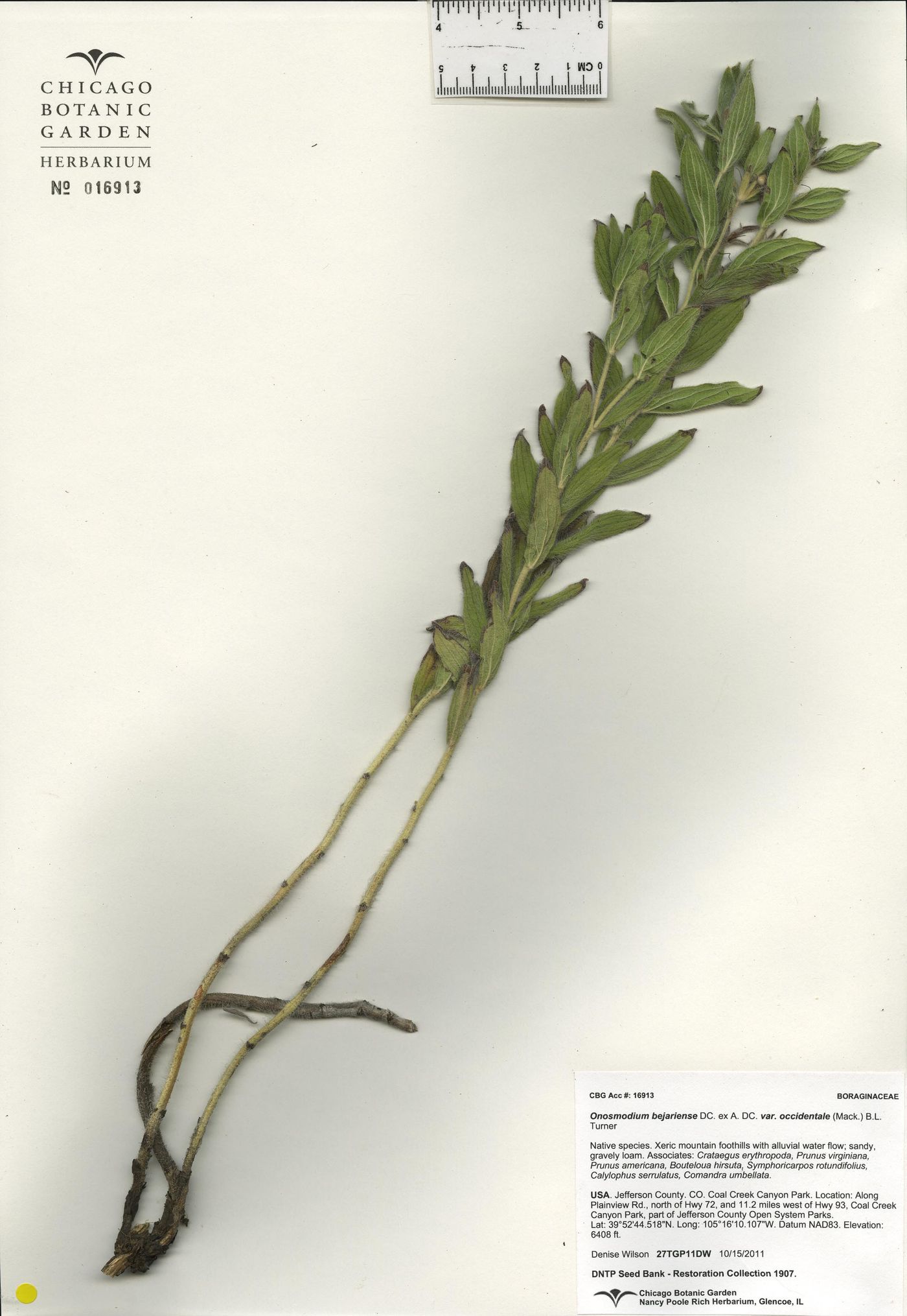 Onosmodium bejariense image