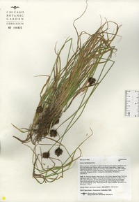 Carex microptera image