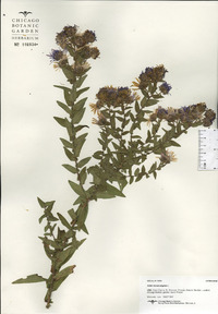 Symphyotrichum novae-angliae image