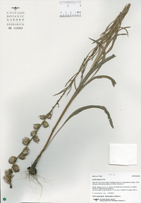 Liatris aspera image