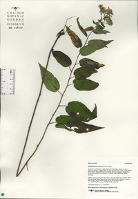 Symphyotrichum shortii image