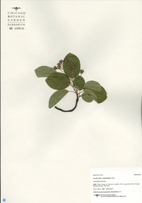 Amelanchier x grandiflora image